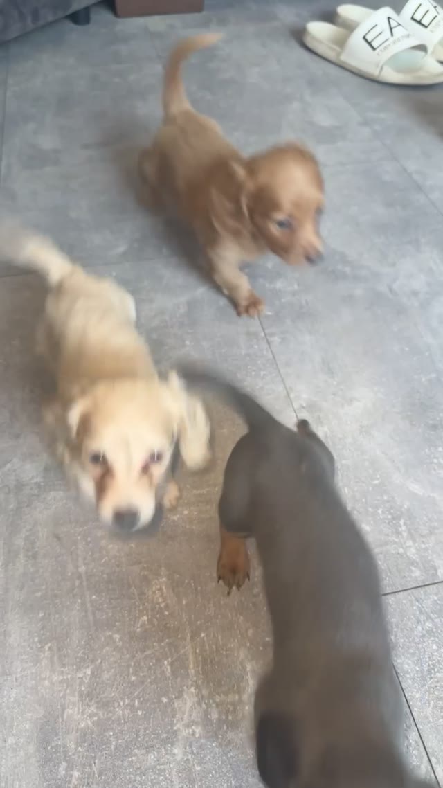 Video preview