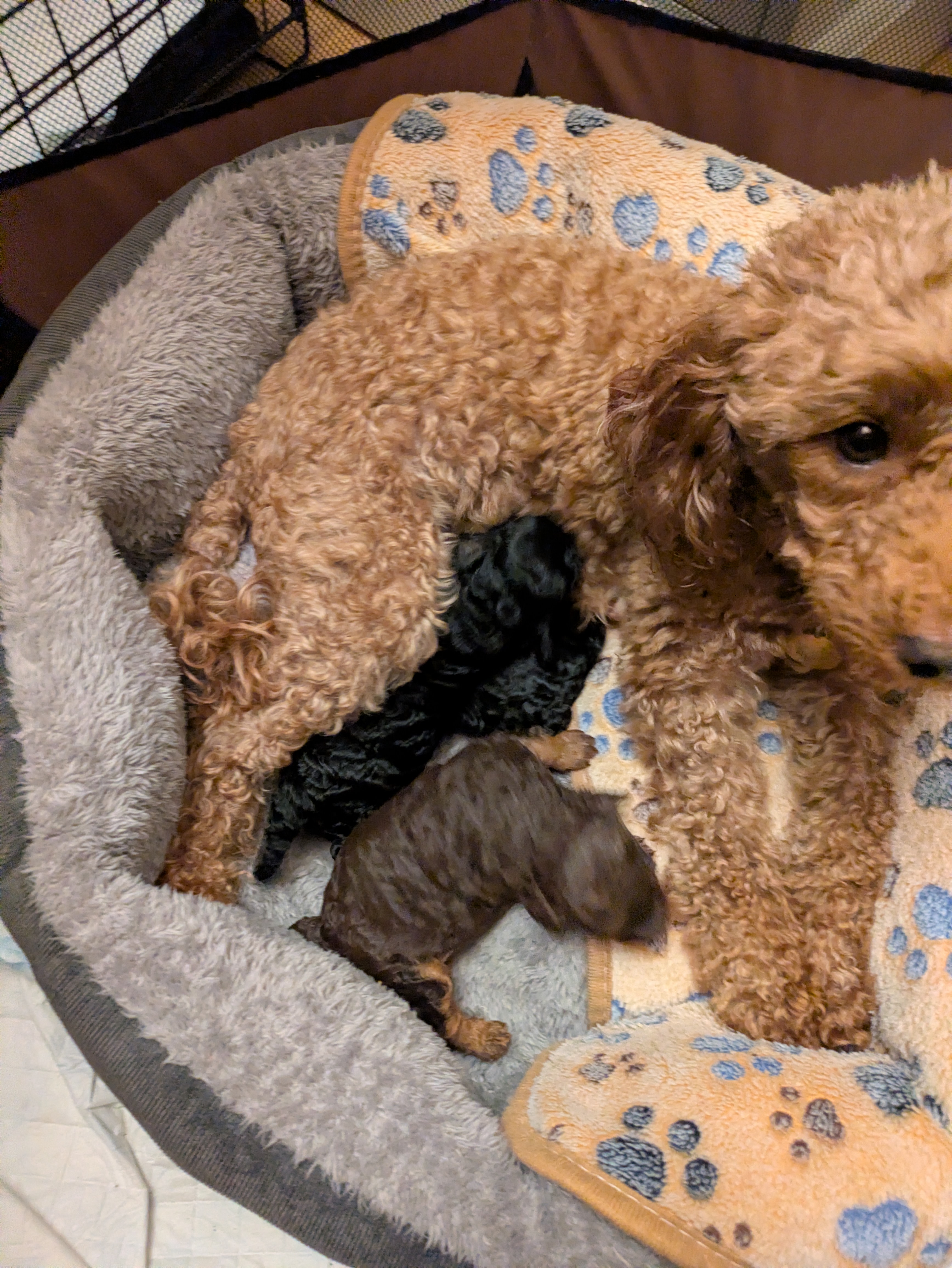 Beautiful toy poodle 9 months old