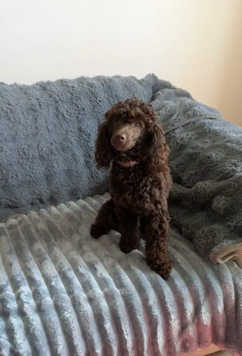 DNA-tested brown Toy Poodle in Lincolnshire