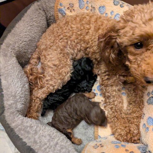 Brown 9-month-old Toy Poodle boy