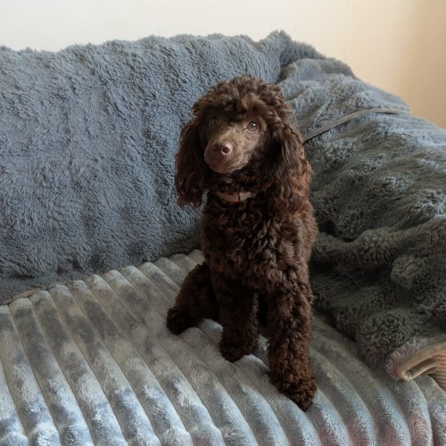 DNA-tested brown Toy Poodle in Lincolnshire