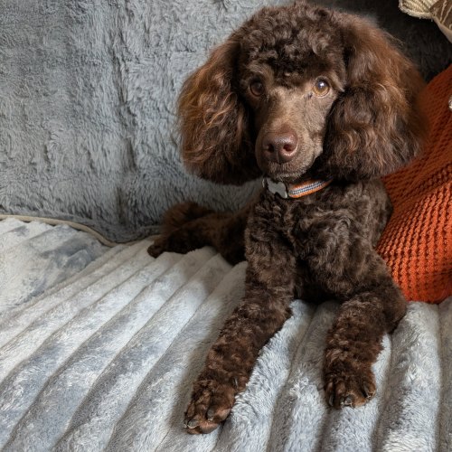Brown Toy Poodle with a calm personality