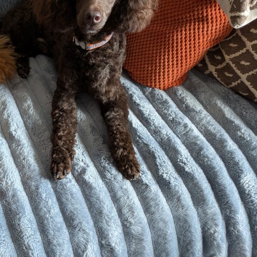 Toy Poodle boy available in North Kesteven