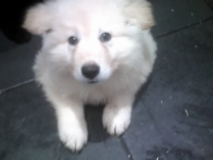 KC registered German Shepherd puppy in Llanelli