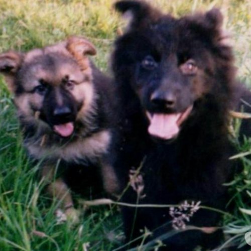 Black and tan female German Shepherd puppy