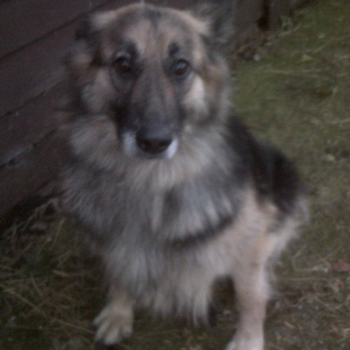 Home-bred German Shepherd puppy