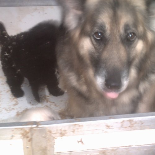 Vet-checked German Shepherd puppy