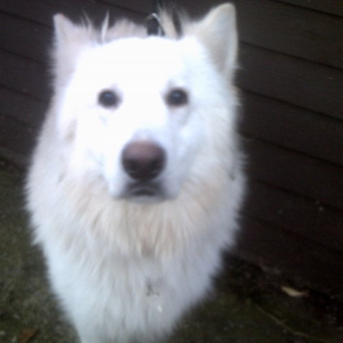 German Shepherd puppy available in Llanelli