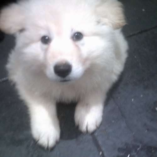KC registered German Shepherd puppy in Llanelli
