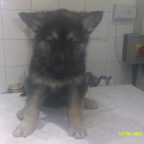 White male German Shepherd puppy