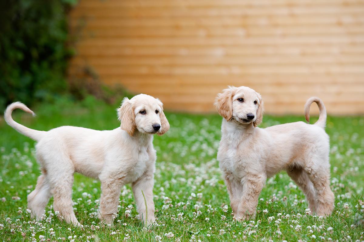 Afghan Hound Puppies for sale