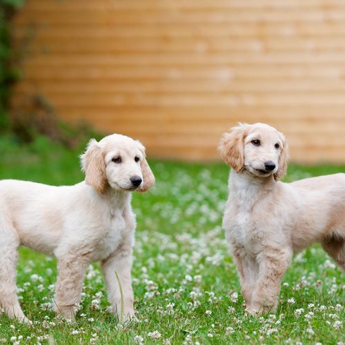 KC registered Afghan Hound puppy for sale in Redbridge, London
