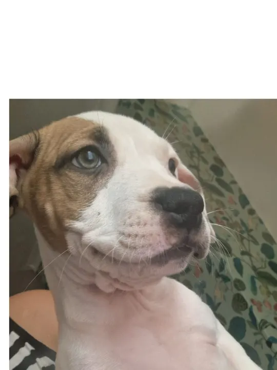 Staffordshire Bull Terrier puppy in Pendle