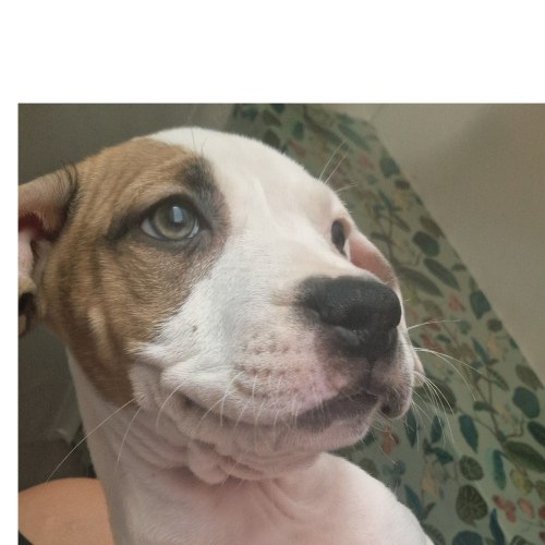 Staffordshire Bull Terrier puppy in Pendle