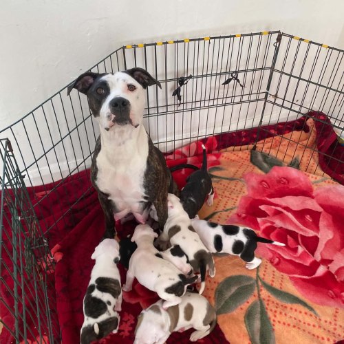 Staffordshire Bull Terrier parent available to view