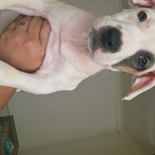 Staffy puppy looking for a new family