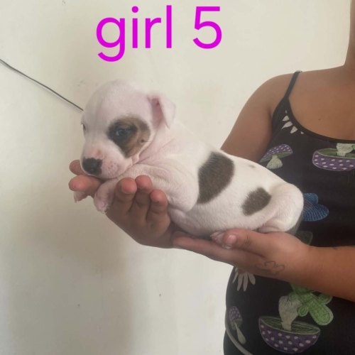 Staffordshire Bull Terrier puppy for sale