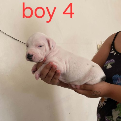 Wormed Staffordshire Bull Terrier puppy