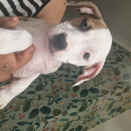 Staffordshire Bull Terrier puppy available in Lancashire