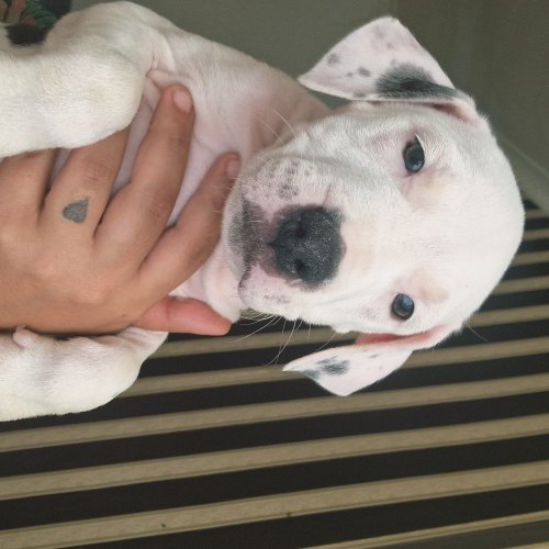 Vet-checked Staffordshire Bull Terrier puppy