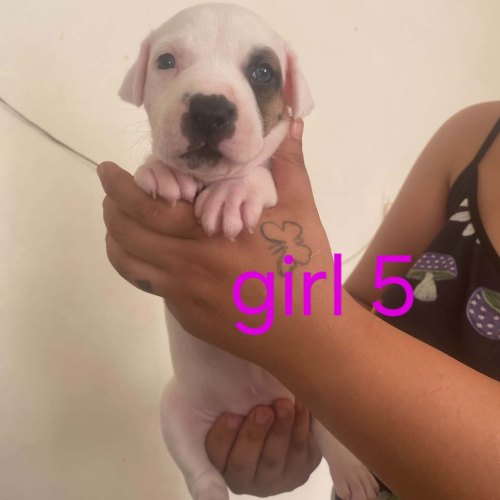 Health-tested Staffordshire Bull Terrier puppy