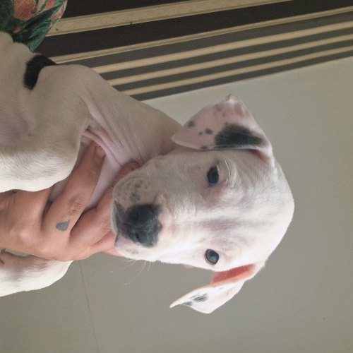 Microchipped Staffordshire Bull Terrier puppy