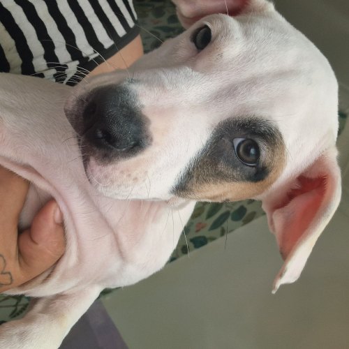 Staffordshire Bull Terrier puppy from the litter