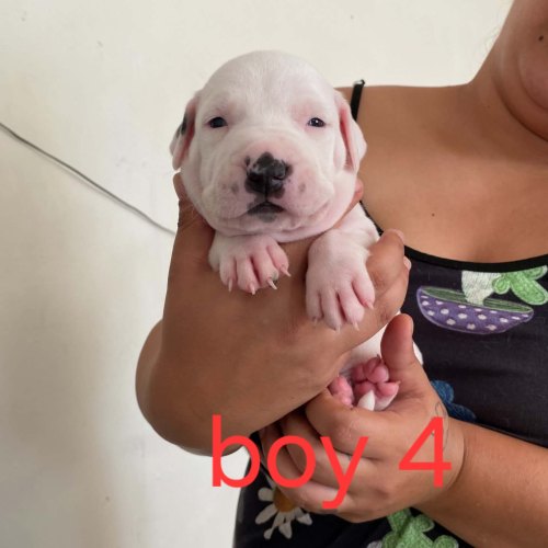 Staffordshire Bull Terrier puppies with parent