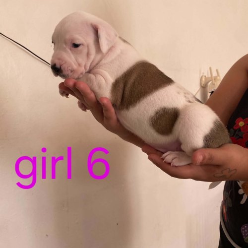 Adorable Staffordshire Bull Terrier puppy