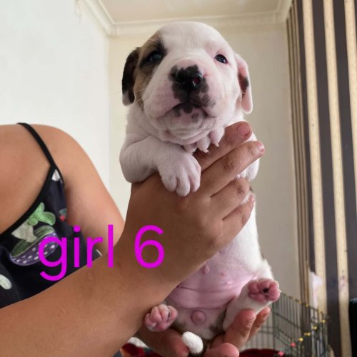 Staffy puppy available in Pendle