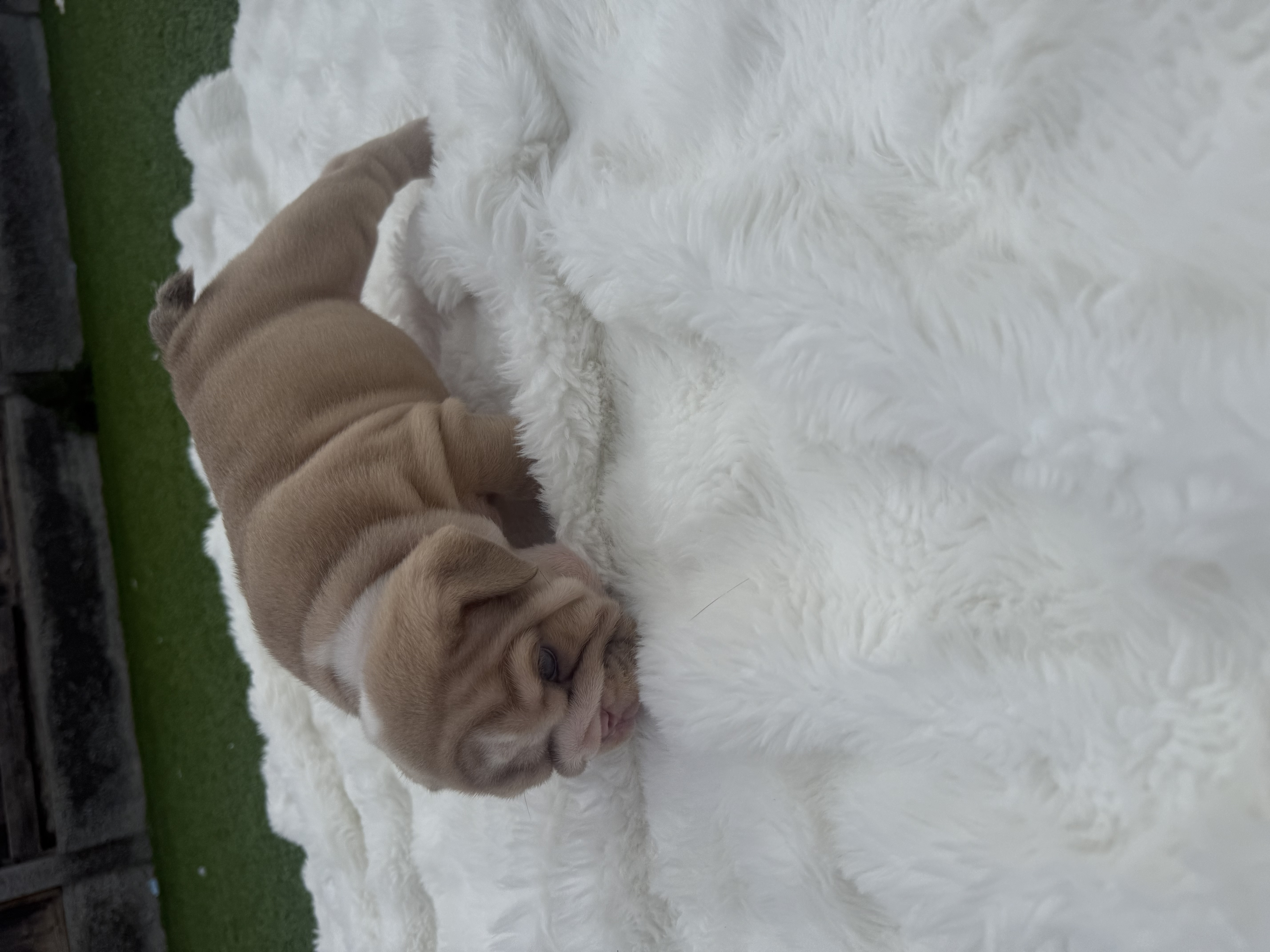 Beautiful English Bulldog puppies looking for their forever homes