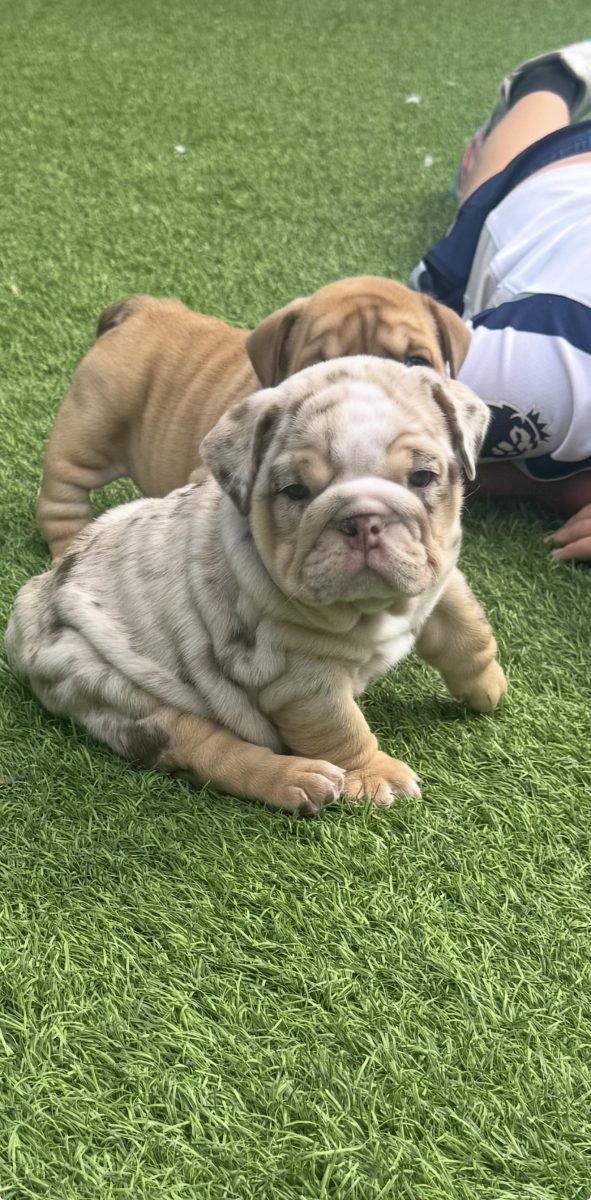 Chocolate merle female English Bulldog puppy