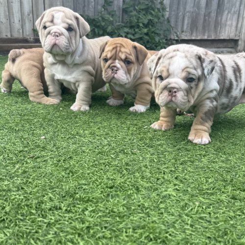 English Bulldog puppies with parents available to view
