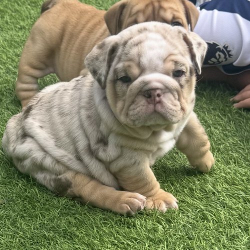 Chocolate merle female English Bulldog puppy