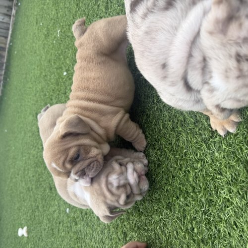 English Bulldog puppies raised with children
