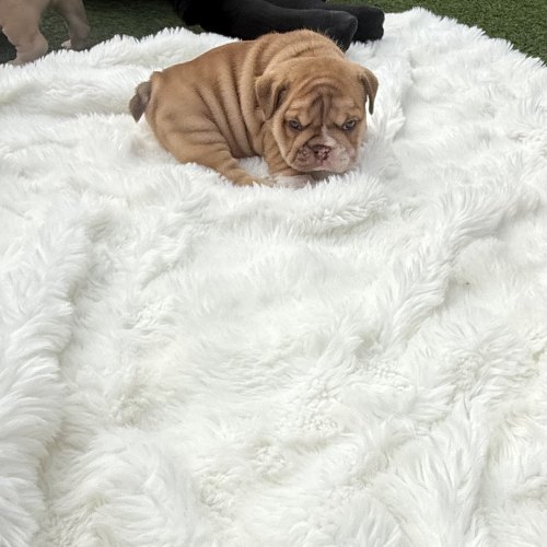 Lilac fawn female English Bulldog puppy