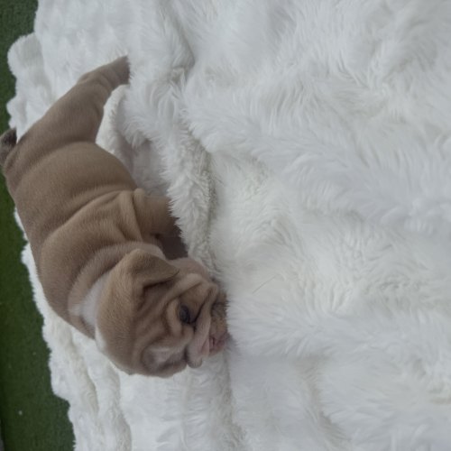 English Bulldog puppies available in Chingford, Essex