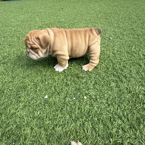 KC registered English Bulldog puppy