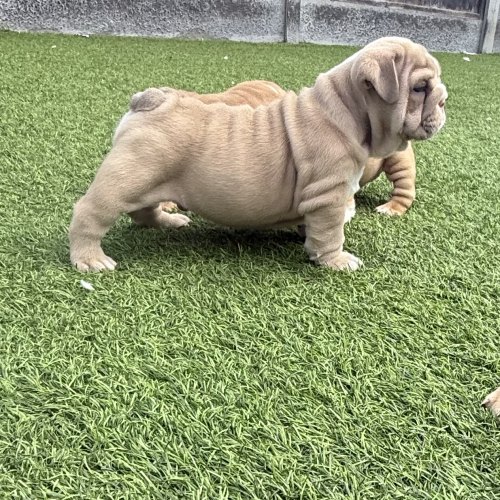 Health-tested English Bulldog puppy