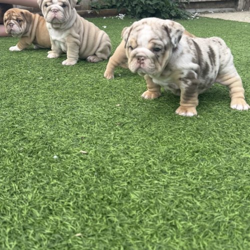 Lilac male English Bulldog puppy