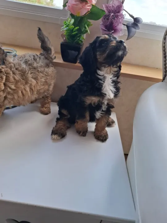 Beautiful male puppies ready for their forever home