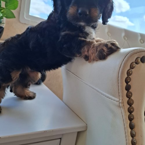 Playful male Cavapoo puppy in Shropshire