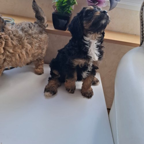 Male Cavapoo puppy looking for a forever home