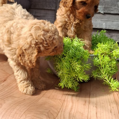 Gentle Cavapoo puppy seeking companionship