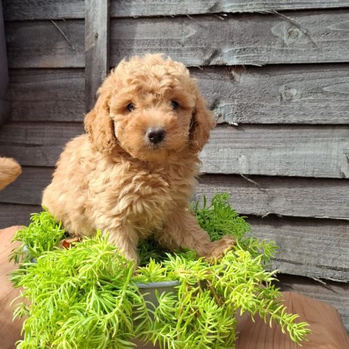 Confident male Cavapoo puppy for sale