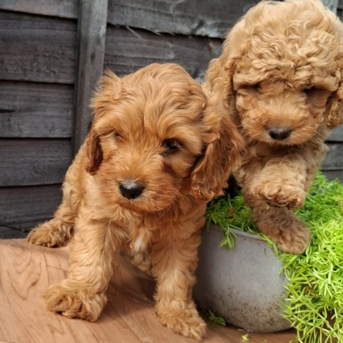 One of three male Cavapoo puppies available