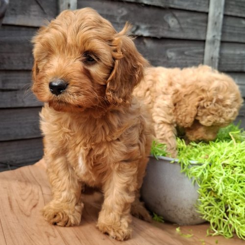 Deep red male Cavapoo puppy