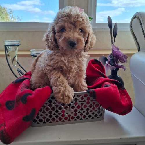 Apricot male Cavapoo puppy