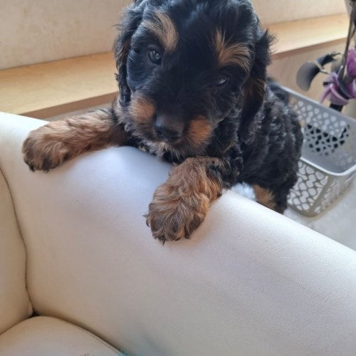 Black and tan male Cavapoo puppy