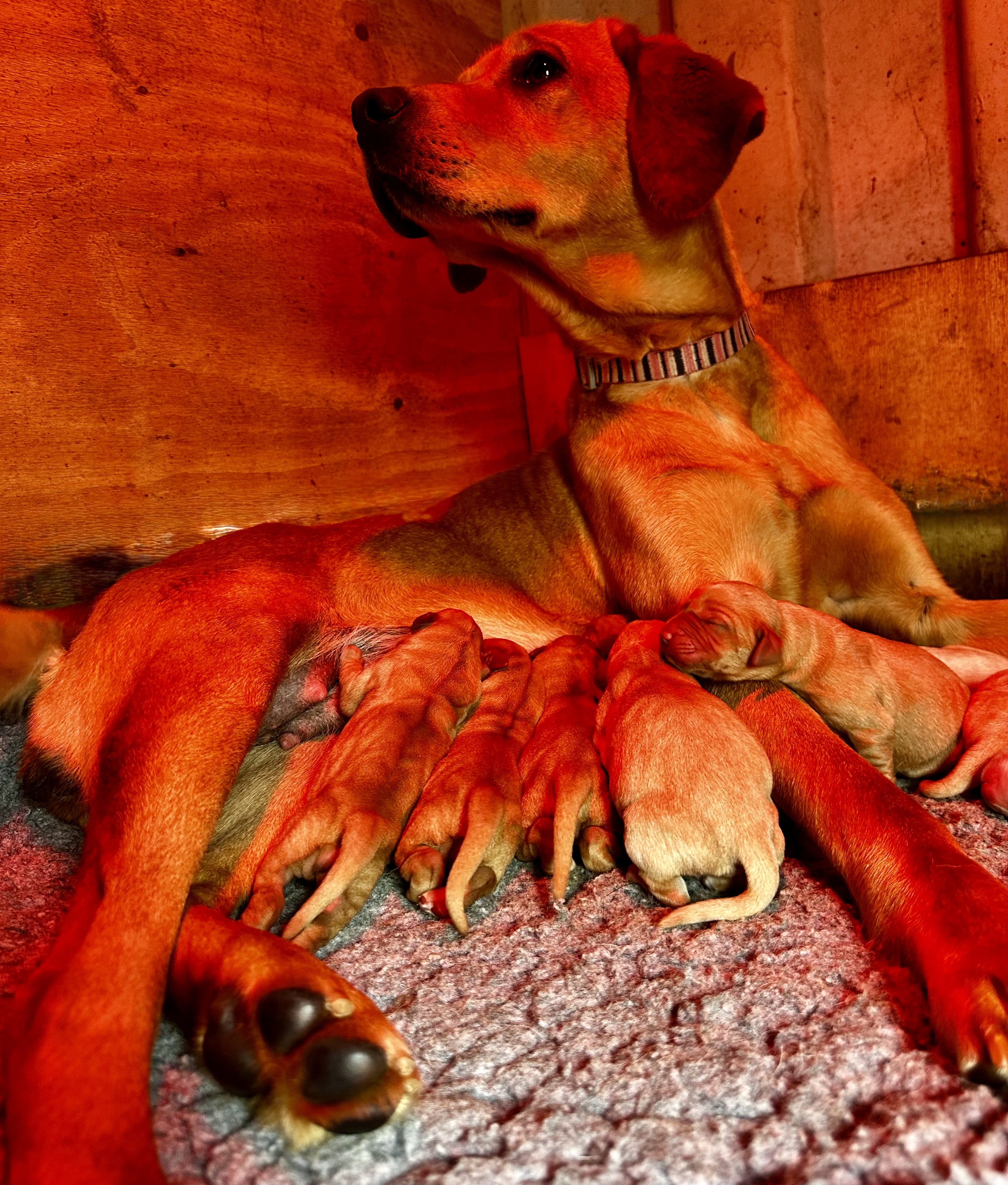 RKC REG’D FOX RED, GOLDEN YELLOW CHUNKY LAB PUPS